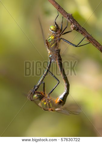 Reproducing Couple Of Downy Emerald Dragonfly