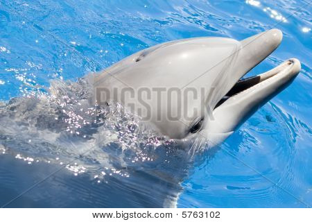 Delfini