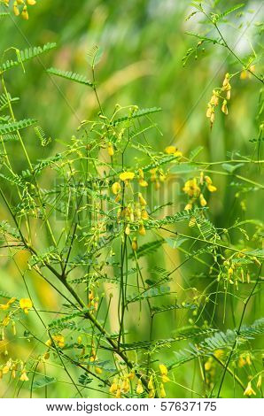 Sesbania Flower
