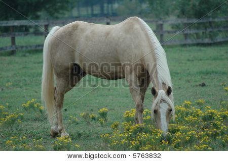 Beautiful Horse Grazing