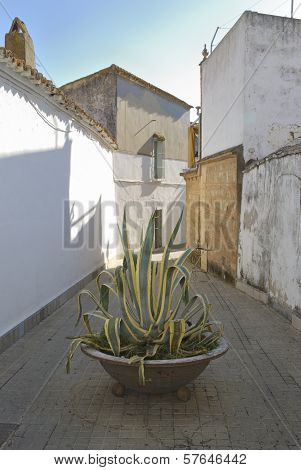Street In Niebla
