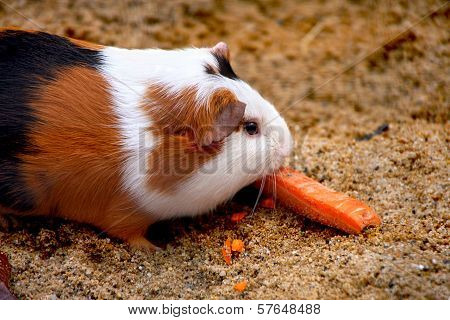 Guinea Pig Or Hamster