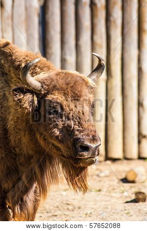 American bison
