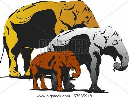 Elephants