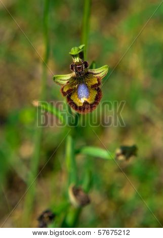 Ophrys Scolopax