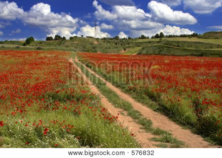 Poppies Field