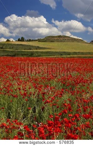 Poppies Field