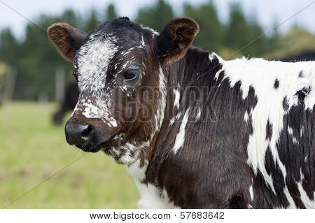 Nguni Calf
