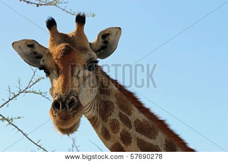 Giraffe