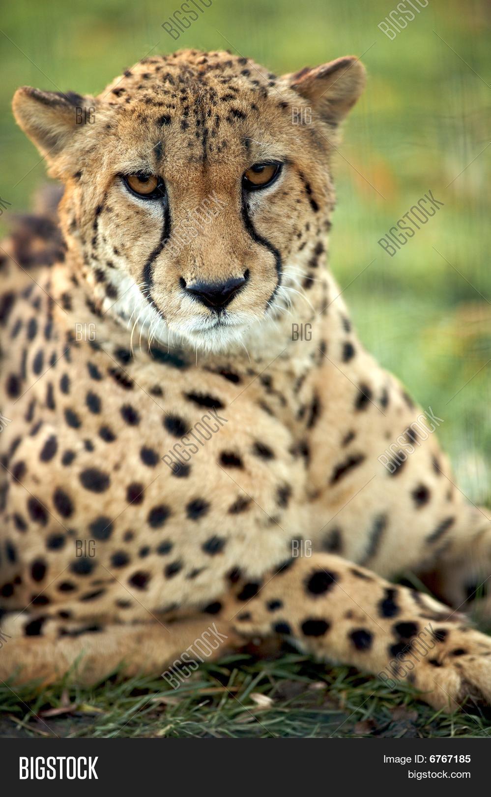 Guepard Image Photo Free Trial Bigstock Guepard Image Photo Free Trial Bigstock