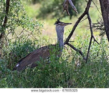 Bustard