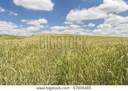 Wheat Field Under A Cloudy Blue Sky
