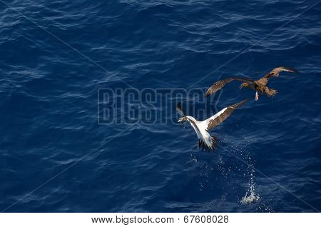 Fight for fish