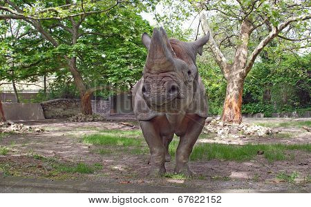 The black rhinoceros