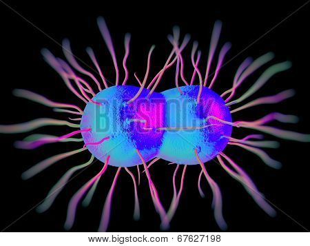 nesseria gonorrhoeae bacteria