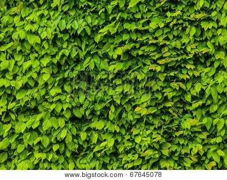 Green Leaf Gackground