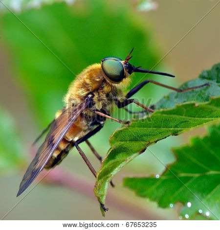 pale giant horse-fly outdoor (tabanus bovinus)