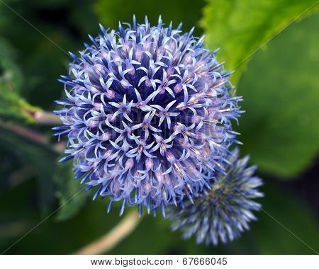 Thistles