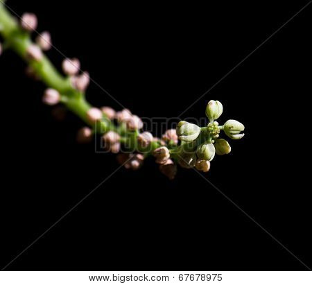 Carpel Of Flower