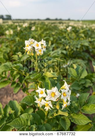 White Flowers With Yellow Stamens Of Potato Plants