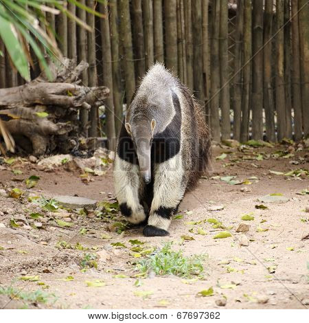 Giant Ant Eater Walking
