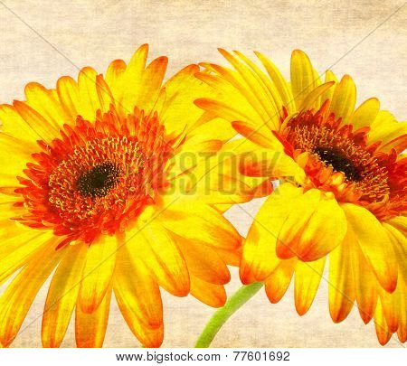 gerbera