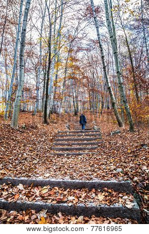 Trekking Path In The Forest With A Girl Walking