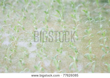 Hydrophonic Plantation Of Vegetable Salad