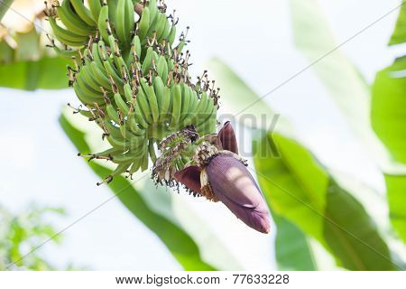 Banana flower and bunch of banana