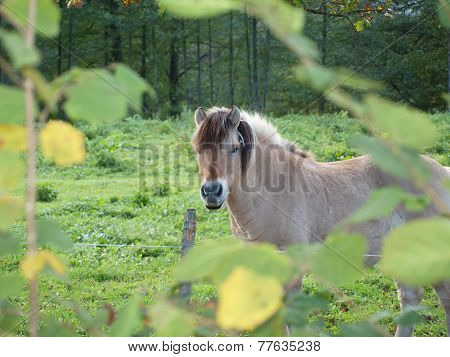 Haflinger Horse On Pasture