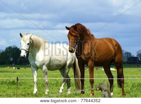 Two beautiful horses