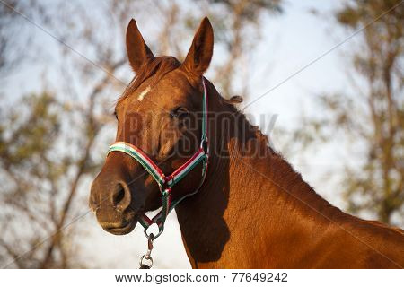 Thoroughbred Horse Portrait When The Sun Goes Down