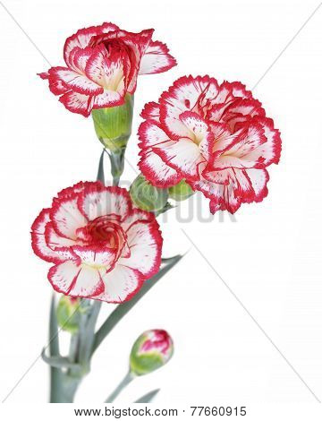 Carnation Flowers