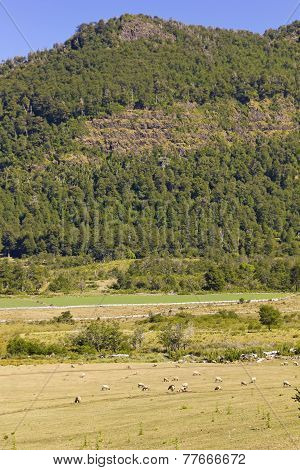 Sheep Grazing In Araucania, Chile