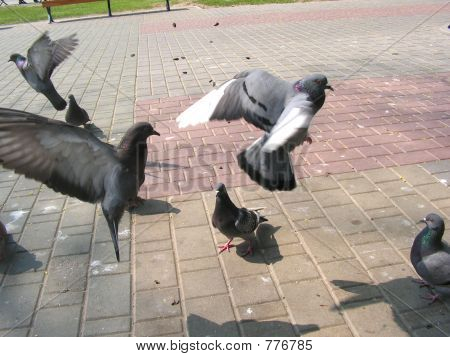 flygande pigions