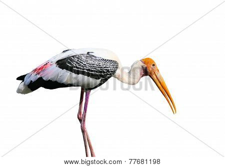 Asian Openbill Stork Bird Isolated On White