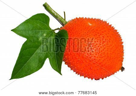Spiny Bitter Gourd