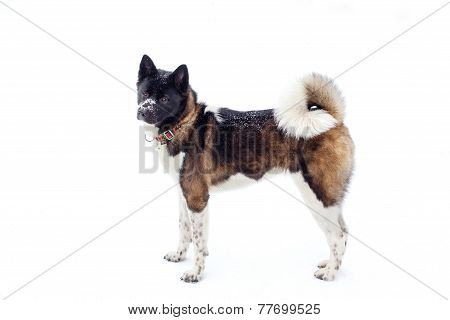 Akita Dog Breed With A Black Muzzle Winter In The Snow