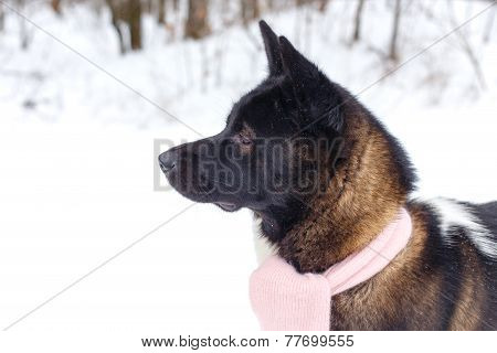 Akita Dog Breed In The Winter With A Scarf