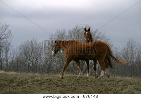 Dos caballos