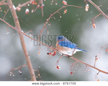 Eastern Bluebird i en snestorm