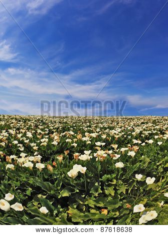 Big picturesque field of large white flowers. Callas blossoming and already deflowered on high green stalks