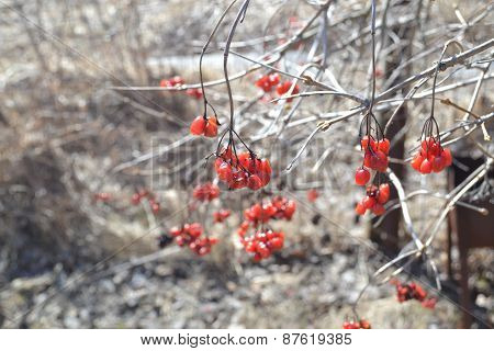 Bunch Of Red Raspberries After Winter