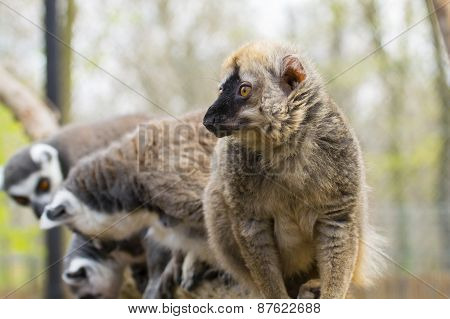 Red Lemur (eulemur Rufus)