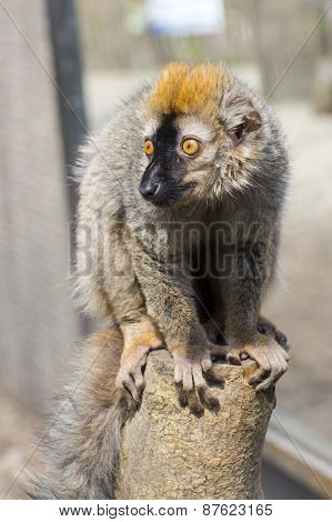 Red Lemur (eulemur Rufus)