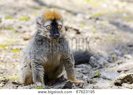 Red Lemur (eulemur Rufus)