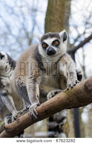 Ring-tailed Lemur (lemur Catta)