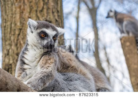 Ring-tailed Lemur (lemur Catta)