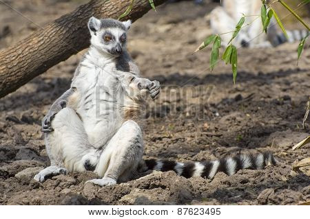 Ring-tailed Lemur (lemur Catta)