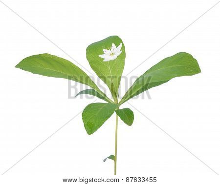Trientalis Europaea Flower